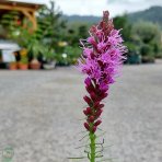 Šuškarda klasnatá (Liatris spicata) ´KOBOLD´, kont. P9